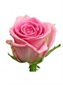 Роза-Rosa-Pink Love-50cm-AG 00be4b7d-8631-11ef-0a80-164000105661