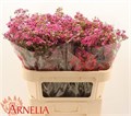 Ваксфлауэр-Chamelacium-Happy Days-70cm-90gr 7b88599c-7d9c-11ef-0a80-07ef00336dab