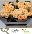 Роза-Rosa-Gr Chester Square-60cm 7b8b49bc-0bea-11ed-0a80-0f15004291af