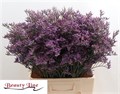 Лимониум-Limonium-Piuma Dark Blue-80cm-45gr 7b90556f-1605-11ef-0a80-0f770012f931