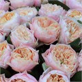 Роза-Rosa-Gr Romant Vuvuzela-70cm 7ba5a171-0bea-11ed-0a80-0f15004291b6