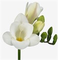 Фрезия-Freesia-Du Essence Extra-51cm-22gr 7ba6bddc-2938-11ee-0a80-02ba002ecaef