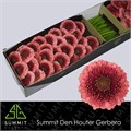 Гербера-Gerbera-Mb Gonzo Doos-45cm 7bb180be-7d9c-11ef-0a80-07ef00336dae