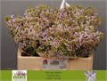 Сирень-Syringia-V Lila Wonder-60cm 7bb3da41-bfa5-11ec-0a80-0b4c0007f4d3