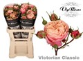 Роза куст-Rosa tr-Victor Classic-60cm 7bb5edac-0bea-11ed-0a80-0f15004291bd