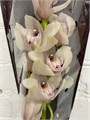 Цимбидиум-Cymbidium-T Candy-80cm 7bb9f5e1-2938-11ee-0a80-02ba002ecaf2