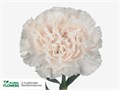 Гвоздика ст-Dianthus st-Moon Golem *rdg*-60cm 0d1d8c47-0376-11ed-0a80-0636003af646