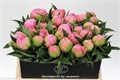 Пион-Paeonia-Pink Giant-55cm 7bc520b3-2938-11ee-0a80-02ba002ecaf5