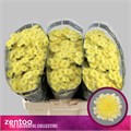 Хризантема сант-Chrysant sant-Baykal Lunar-55cm-110gr 7bd488e4-1605-11ef-0a80-0f770012f93a