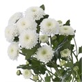 Хризантема куст-Chrysant Tr-Coconut-65cm-75gr 7bdb8d30-2938-11ee-0a80-02ba002ecaf8