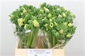 Анемон-Anemone-Co Mar Panda-45cm-va 7be36a0a-9be3-11ed-0a80-0c4c001b9d79