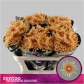 Хризантема одн-Chrysant Gr-Cipria Salmon-70cm-75gr 0d20445a-bfa6-11ec-0a80-0b4c00086f10