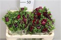 Анемон-Anemone-Co Meron Bordeaux-48cm-va 7beaca3b-9be3-11ed-0a80-0c4c001b9d7d