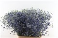 Эрингиум-Eryngium-Framb Blue Glitter--80cm 7bf1f1d1-2938-11ee-0a80-02ba002ecafe