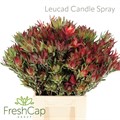 Леукадендрон-Leucadendron-Candle Spray-50cm 7bf34359-1605-11ef-0a80-0f770012f940