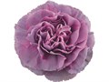 Гвоздика ст-Dianthus st-Hypnosis-70cm 0d222466-bfa4-11ec-0a80-0b4c000694b8