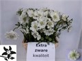 Скабиоза-Scabiosa-C Anika White-65cm 7bfaab3c-bfa5-11ec-0a80-0b4c0007f51e