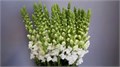 Антирринум-Antirrhinum-Potomac White-70cm-va 7c0381f7-9be3-11ed-0a80-0c4c001b9d8d