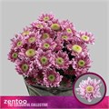 Хризантема куст-Chrysant Tr-Serenity Sweet-70cm-75gr 7c041773-1605-11ef-0a80-0f770012f946