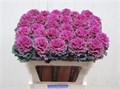 Брассика-Brassica-Crane Ru Red-70cm-va 7c09126a-9be3-11ed-0a80-0c4c001b9d91