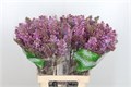 Сирень-Syringia-V R V Horstenst-//60cm 7c0984a9-f5e3-11ef-0a80-141b0024acaf