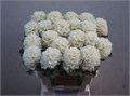 Брассика-Brassica-Crane Ru White-70cm-va 7c0ef5b2-9be3-11ed-0a80-0c4c001b9d95