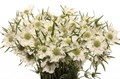 Скабиоза-Scabiosa-Caucasica White-65cm 7c0ef9c6-bfa5-11ec-0a80-0b4c0007f532