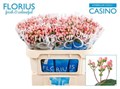 Хиперикум-Hypericum-Coco Casino-70cm/ 7c1f000e-b480-11ed-0a80-093600390144