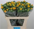 Картамус-Carthamus-T Zanzibar-75cm 7c218373-68d3-11f0-0a80-0fb6000162b6