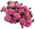 Роза куст-Rosa sp-Julieta Princessa-70cm-Rs 7c295e5d-b537-11ed-0a80-08f700427e5b