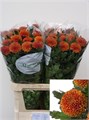 Хризантема одн-Chrysant Gr-Paladov Dark-80cm-85gr 0d245850-557b-11ee-0a80-020700364f99