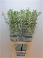 Дельфиниум-Delphinium-Du Guard White-70cm-va 7c34c976-9be3-11ed-0a80-0c4c001b9da9