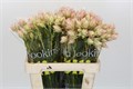 Серрурия-Serruria-Ayoba Sat Star-50cm 7c3e01f7-68d3-11f0-0a80-0fb6000162b9