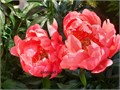 Пион-Paeonia-Coral D`amber-80cm 0d2543ca-e734-11ed-0a80-110f001e23a0