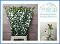 Прунус-Prunus-Gland Wit St-60cm-va 7c467a99-9be3-11ed-0a80-0c4c001b9df4