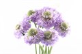 Скабиоза-Scabiosa-At Lavend Scoop-60cm-va 7c4c43e5-9be3-11ed-0a80-0c4c001b9e1d