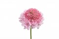 Скабиоза-Scabiosa-At Marshm Scoop-60cm-va 7c51b6a9-9be3-11ed-0a80-0c4c001b9e56