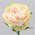 Роза-Rosa-Garden Spirit-60cm-FE 7c5476a2-bfa9-11ec-0a80-0b4c000bd65c