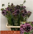 Скабиоза-Scabiosa-Purple Lace-70cm-va 7c5e3e70-9be3-11ed-0a80-0c4c001b9eaa