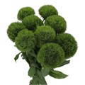 Гвоздика ст-Dianthus st-Barb Kiwi Cool-45cm 7c679dbe-68d3-11f0-0a80-0fb6000162bd