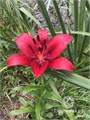 Лилия-Lilium-La Original Love-95cm-va 7c754552-9be3-11ed-0a80-0c4c001b9f5d