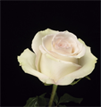 Роза-Rosa-Sofía-60cm-AS 7c7bcf95-7410-11ee-0a80-096a002acc9d