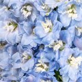 Дельфиниум-Delphinium-Summer Skies-70cm-IS 7c822b09-33f7-11ef-0a80-08980001d0a4