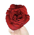 Роза-Rosa-Hearts-60cm-AG 7c919c6f-bfa9-11ec-0a80-0b4c000bd6fe