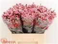 Ваксфлауэр-Chamelacium-Sarahs Delight-60cm-40gr 7c94b29c-0bea-11ed-0a80-0f15004291db