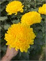 Хризантема желтая (Краснодар) 7c959605-bfa8-11ec-0a80-0b4c000a628a