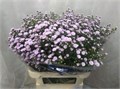 Астра-Aster-Astee Mb Pin Pea-85cm-35gr 7c99eb62-e0d4-11ec-0a80-0b25000efcc2