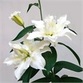 Лилия-Lilium-Or Du Snowboard 3+-85cm-va 7c9c9288-9be3-11ed-0a80-0c4c001ba0e5