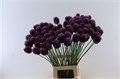 Аллиум-Allium-Sphaerocephal Kogels--80cm 7ca350e2-2210-11ed-0a80-0c250032f593