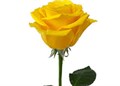 Роза-Rosa-Light House-50cm-IS 7ca8fcdc-7b39-11ef-0a80-0f2e0014f779